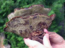 This species often grows multiple caps on top of each other. Onnia tomentosa.